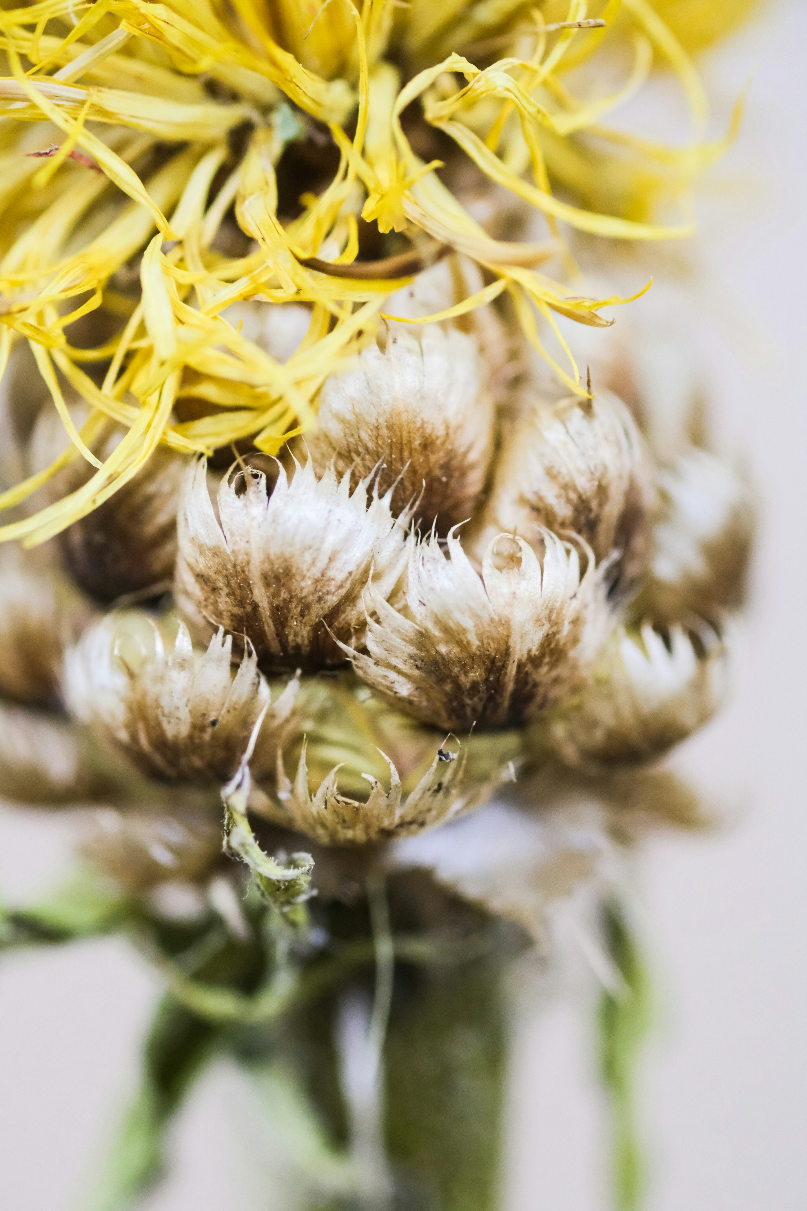 yellow flower in macro lens